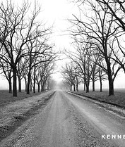 Walnut trees in winter in Arkansas delta.